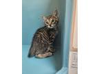Adopt Jack a Domestic Short Hair