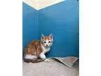 Adopt Firefly a Domestic Short Hair