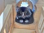Adopt Uncle a Domestic Medium Hair, Domestic Short Hair