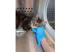 Adopt Patches a Domestic Medium Hair, Domestic Short Hair