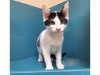 Adopt Sailor a Domestic Short Hair