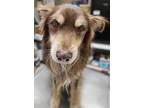 Adopt Beans a Australian Shepherd, Mixed Breed