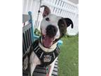 Adopt Quentin a Pit Bull Terrier, Mixed Breed