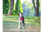 Adopt Henry a Catahoula Leopard Dog, Labrador Retriever