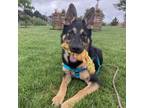 Adopt Leo a German Shepherd Dog
