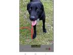 Adopt Waffle (HW+) a Labrador Retriever, Mixed Breed
