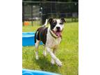 Adopt Chisel a Boxer, Pit Bull Terrier