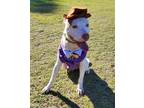 Adopt Cottonball a Pit Bull Terrier, Mixed Breed