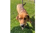 Adopt Bon (HW+) a Labrador Retriever, Mixed Breed