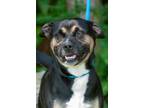 Adopt Max a Boxer, Pit Bull Terrier