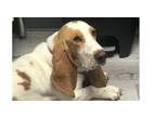 Adopt Willie a Basset Hound