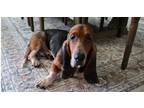 Adopt Ollie a Basset Hound