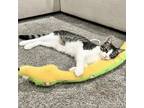 Adopt Khaki 2 a Domestic Short Hair
