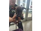 Adopt 56413885 a Boston Terrier, Pit Bull Terrier