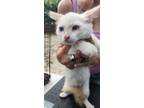 Adopt Cleveland a Siamese