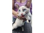 Adopt Thor a Siamese
