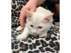 Adopt Clyde a Siamese