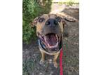 Adopt Rocky a Rottweiler, Hound