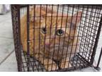 Adopt Gabriel a Domestic Short Hair
