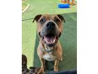 Adopt Jace a Pit Bull Terrier, Mixed Breed