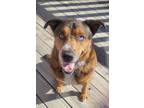 Adopt Wybie a Labrador Retriever, Mixed Breed