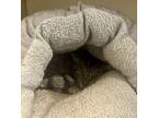 Adopt Soda Pop a Domestic Short Hair