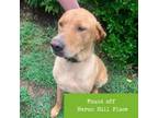 Adopt Storm a Labrador Retriever