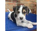 Adopt KitKat a Beagle