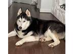 Adopt Blu a Husky
