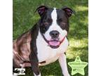 Adopt Dexter a Pit Bull Terrier
