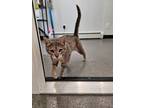 Adopt Oddie a Domestic Short Hair