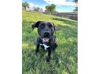 Adopt Zeus a Labrador Retriever, Mixed Breed