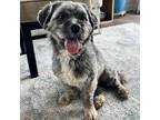 Adopt Kingler a Shih Tzu, Mixed Breed