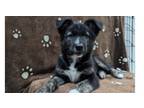 Adopt Bottle Baby Bengal ***FOSTER HOME*** a Alaskan Malamute, Mixed Breed