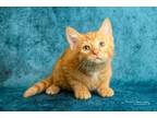 Adopt Draco a Domestic Short Hair