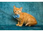 Adopt Lucius a Domestic Short Hair