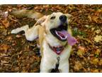 Adopt Bolt a Husky