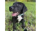 Adopt Duncan Farms a Labrador Retriever, Mixed Breed