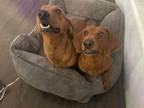 Adopt Papi - Bonded With Canela - So Ca a Dachshund