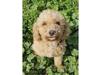 Adopt Finn a Poodle