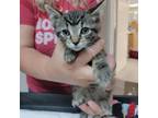 Adopt Freddie a Domestic Short Hair