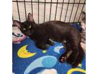 Adopt Teddy a American Shorthair