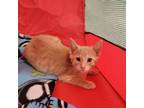 Adopt King a Domestic Short Hair