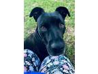 Adopt Sprout a Labrador Retriever, Mixed Breed