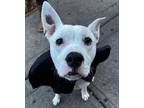 Adopt Lawrence Mario a Pit Bull Terrier