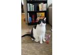 Adopt Gunther a Domestic Short Hair