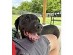 Adopt Bear a Labrador Retriever
