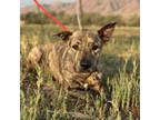 Adopt Echo a Border Collie, American Staffordshire Terrier