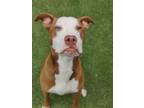 Adopt Nutty Buddy 1016-23 a Retriever, Mixed Breed