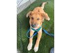 Adopt Midori a Shepherd, Corgi